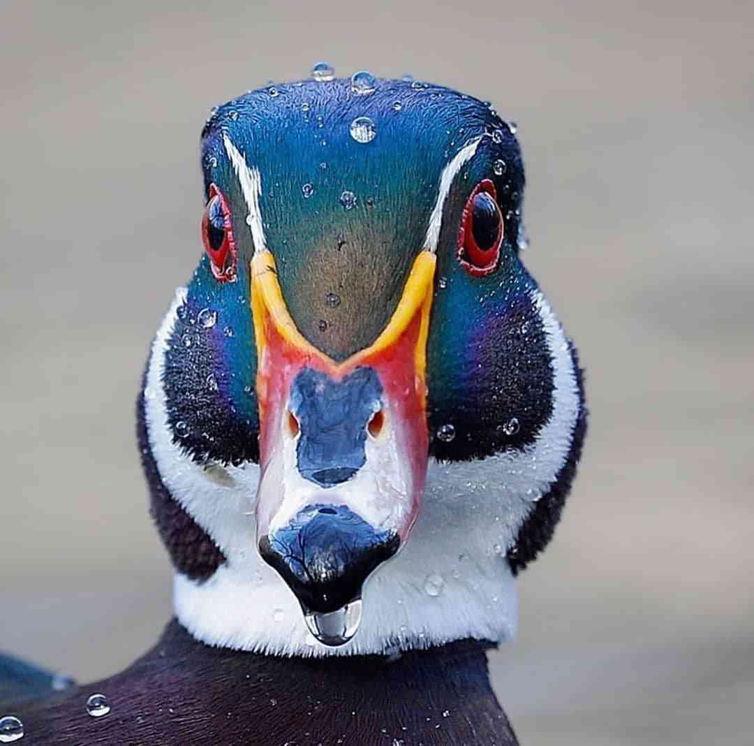 Wood duck | MirrorLog